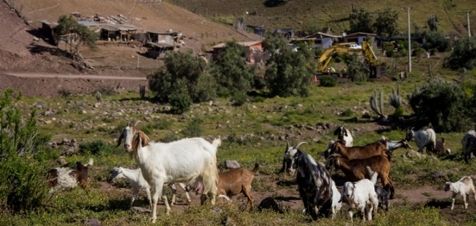 Otorgan importante financiamiento para afectados con La Sequía en la comuna de Ovalle.